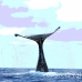whale_humpback_h_00890_dom3036.jpg